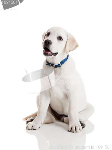 Image of Labrador Retriever Puppy