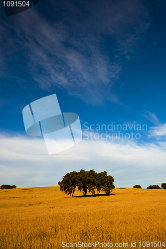 Image of Yellow wheat field