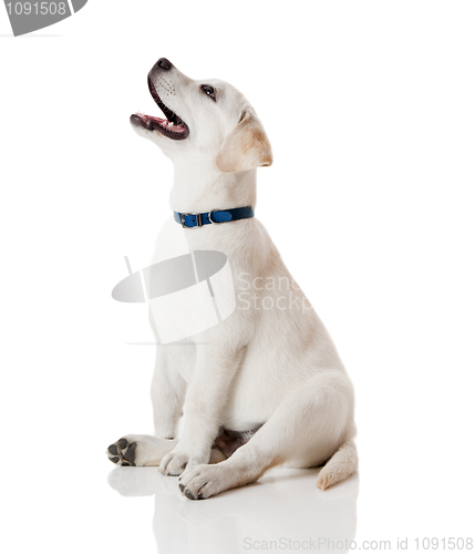 Image of Labrador Retriever Puppy