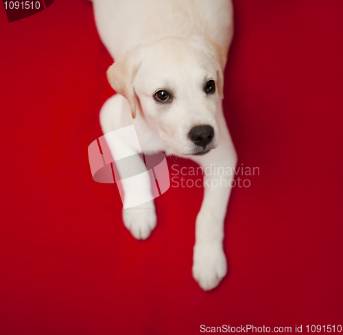 Image of Labrador puppy