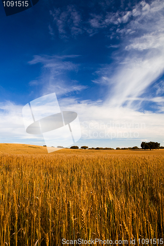 Image of Yellow wheat field