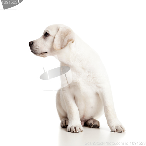 Image of Labrador baby