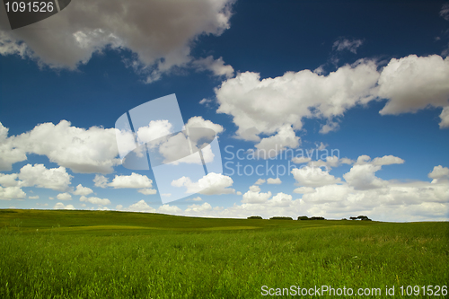 Image of Green meadow