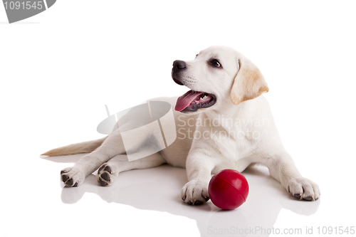 Image of Labrador Puppy playing