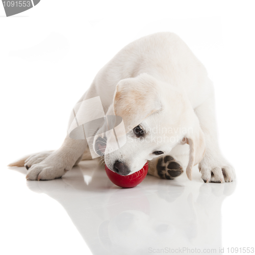 Image of Labrador Puppy playing