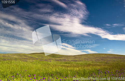 Image of Green meadow