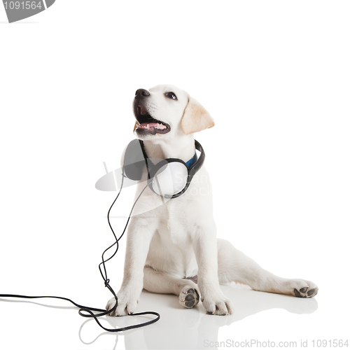 Image of Dog listening to music