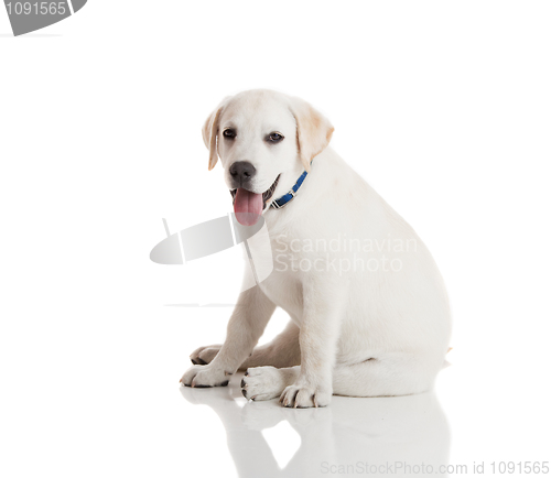 Image of Labrador Retriever Puppy