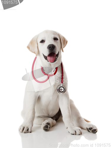 Image of Veterinarian dog