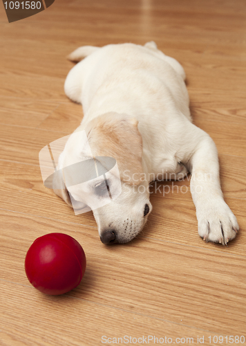 Image of Labrador Puppy playing