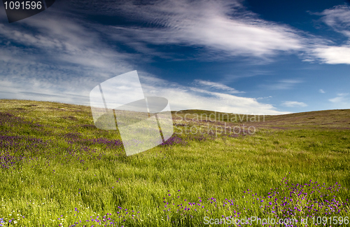 Image of Green meadow