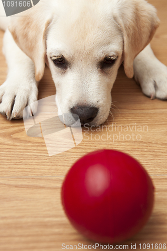 Image of Labrador Puppy playing