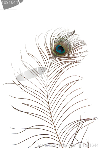 Image of Peacock feather