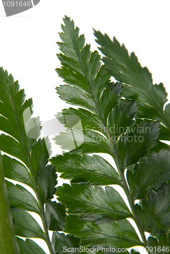 Image of Fern leaf detail