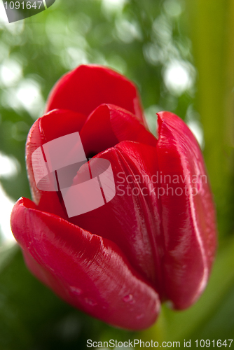 Image of Red tulip detail