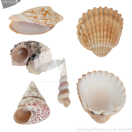 Image of Sea shells