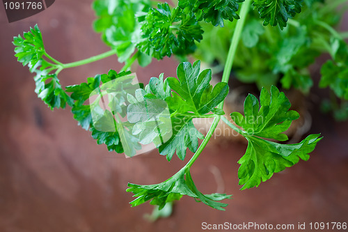 Image of Fresh parsley