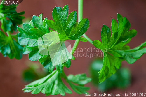 Image of Fresh parsley