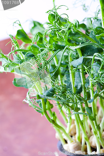 Image of Pea sprouts