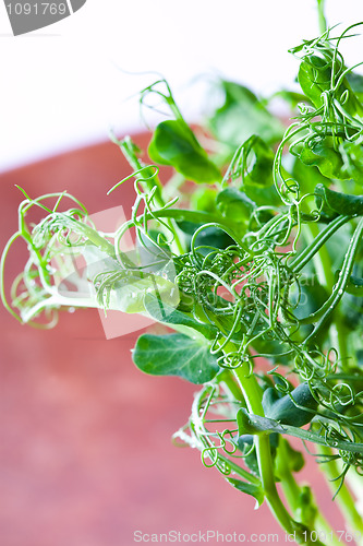 Image of Pea sprouts