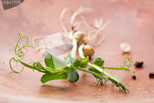 Image of Pea sprouts