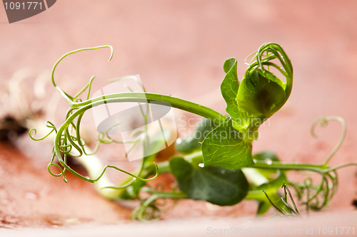 Image of Pea sprouts