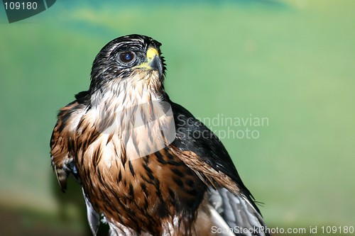 Image of Hawk