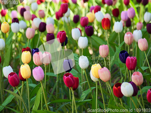 Image of Field of tulips