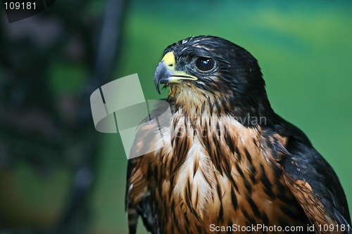 Image of Hawk