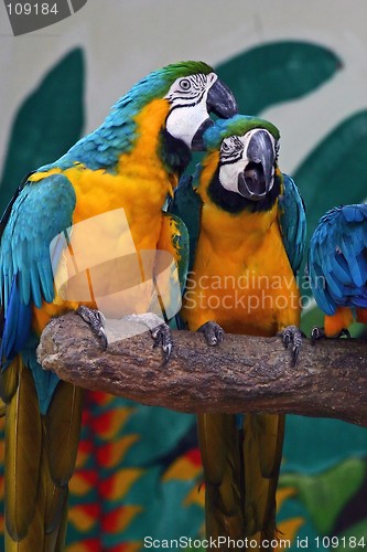 Image of Two parrots