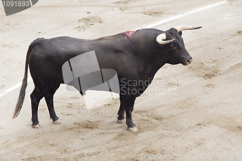 Image of bull in the arena