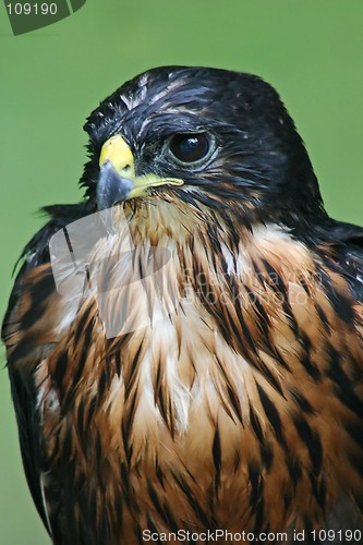 Image of Hawk