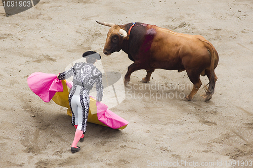 Image of bull and bullfighter