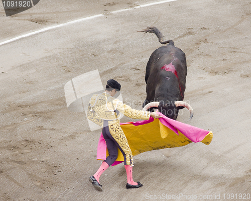 Image of bull and bullfighter