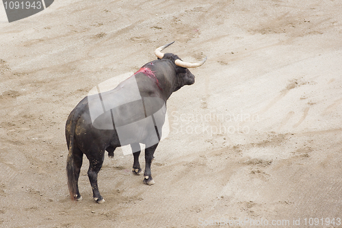 Image of bull in the arena