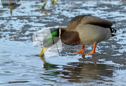 Image of mallard