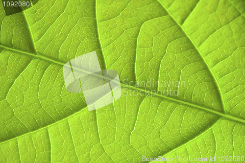 Image of Leaf