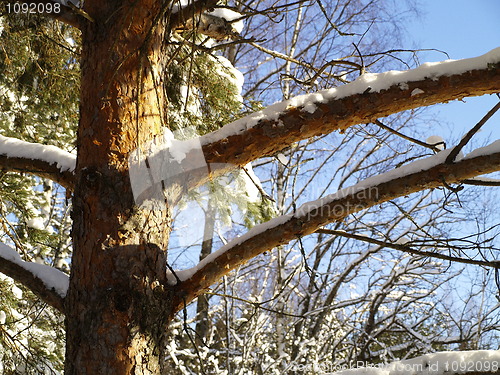 Image of pine tree with snow