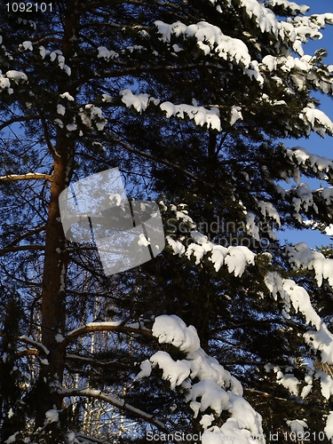 Image of pine tree with snow
