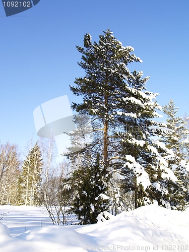 Image of pine tree with snow