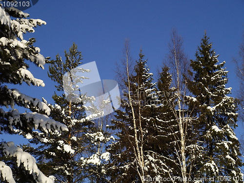 Image of winter landscape