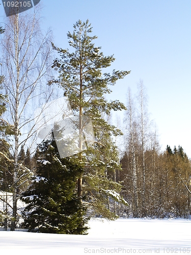 Image of winter landscape