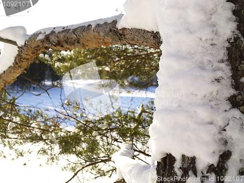 Image of pine tree branch