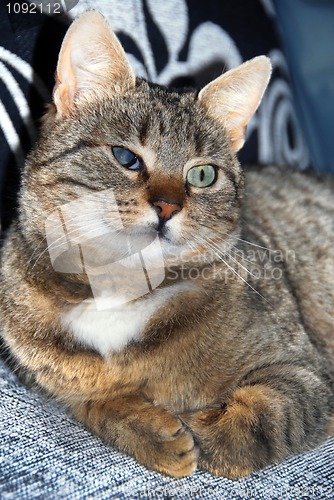 Image of Half-blind cat portrait