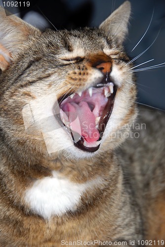 Image of Cat yawn