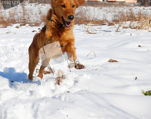 Image of Dog jump