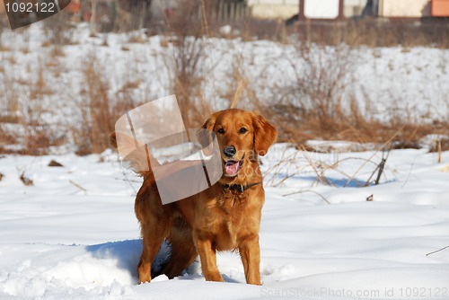 Image of Dog in winter park