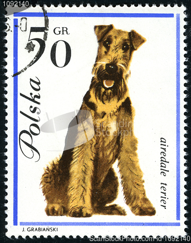 Image of Airedale Terier in a vintage, canceled post stamp from Poland