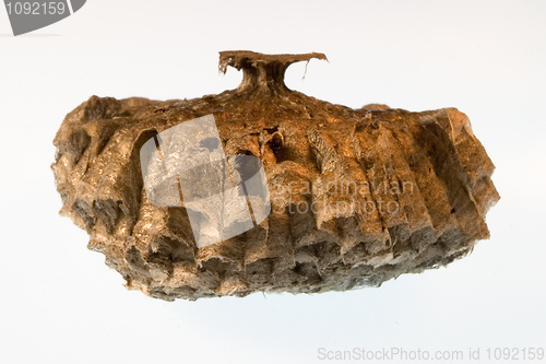 Image of wasp nest