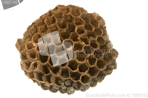 Image of wasp nest